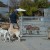 One Person’s Experience with the Dog Whisperer