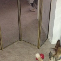 Dog and Cat meeting