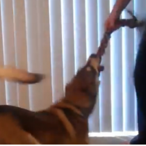 tug of war