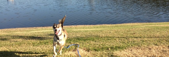 arousal levels in dogs