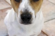 1403438_jacky_-_our_young_jack_russel_dog
