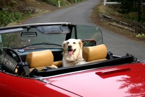car phobia in dogs