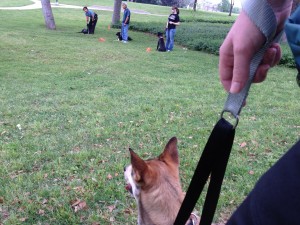 pros and cons of dog training class