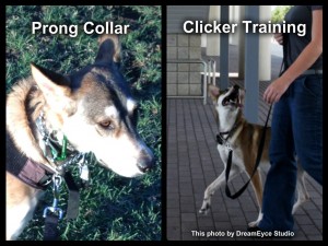 prong collars