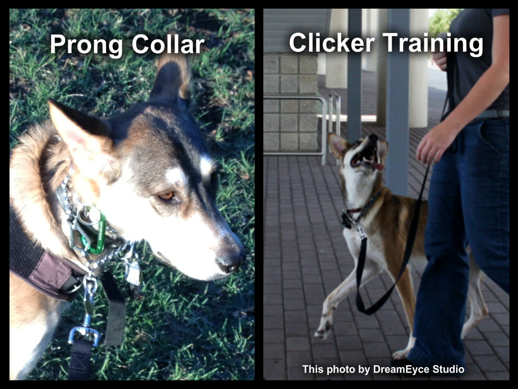 Reflections on Prong Collars The Crossover Trainer