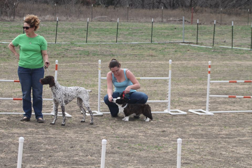 Learning Dog Show Puppy Show Dog Practice! - The Crossover Trainer's Blog