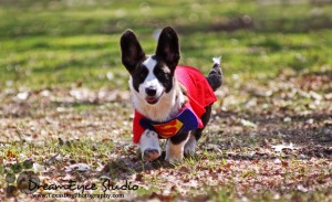 Clark the Cardigan Corgi