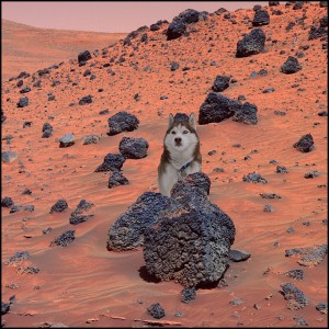 dog on mars