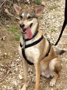 Happy dog with no calming signals - wide open mouth, tongue hanging out, relaxed eye brows