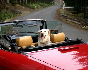 car phobia in dogs