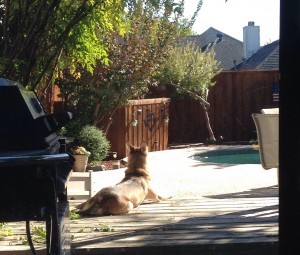 Loker relaxing on the patio.