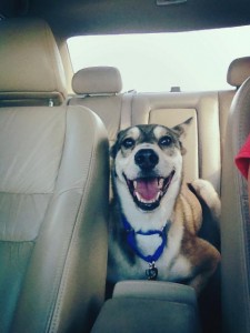 Loker never lies down on his own in the car. Right after the chiropractor, he did just that!