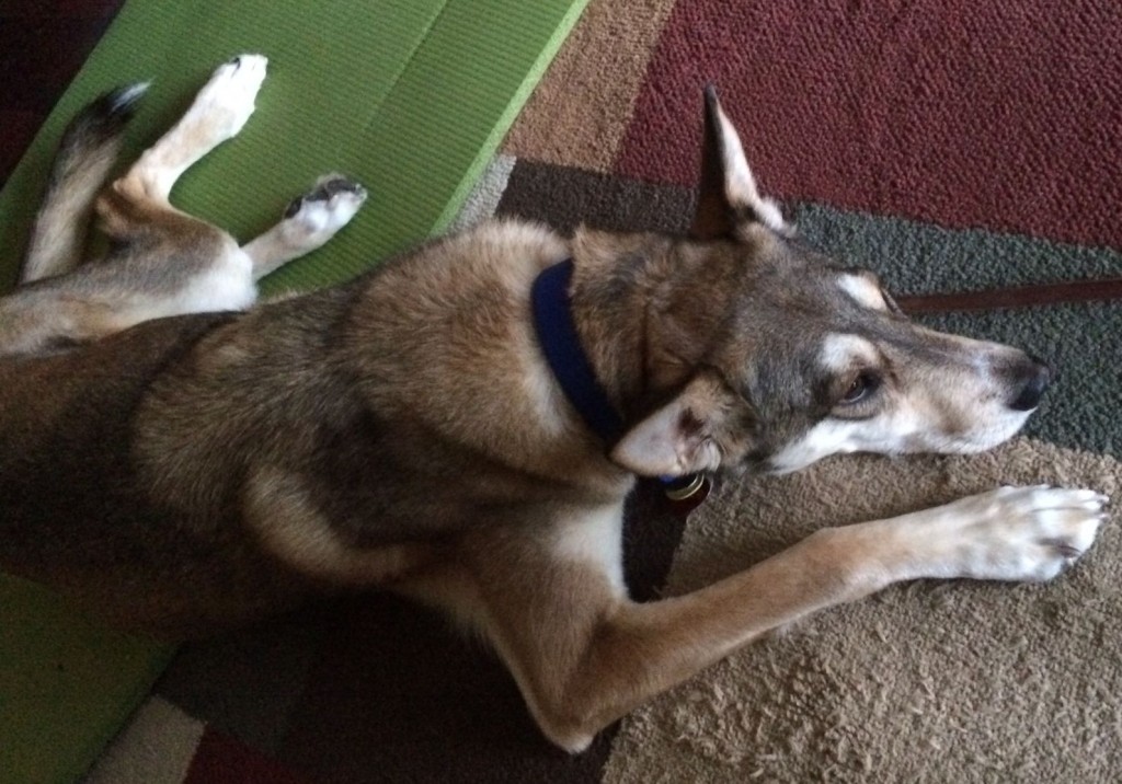 faking relaxation dogs