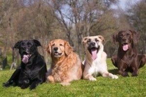 dog-loving-and-training-at-the-same-time