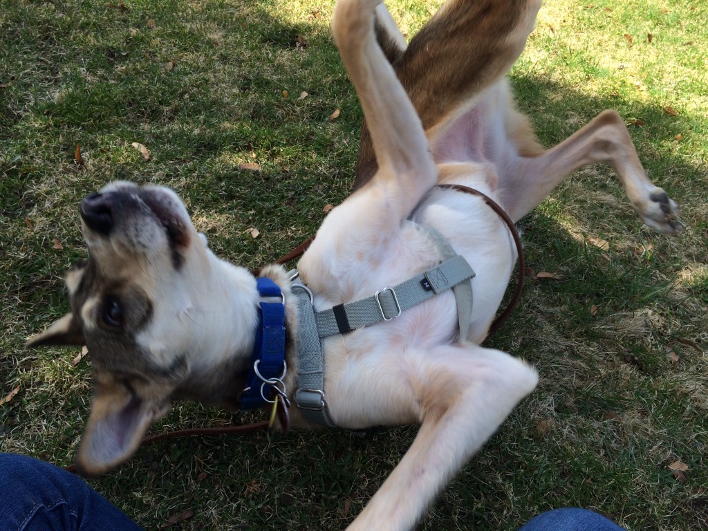 Rolling around on the ground at the park.